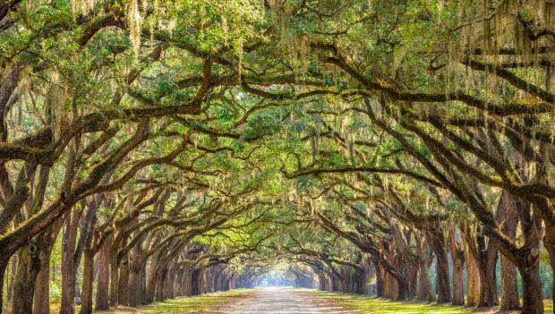 Savannah’s historic streets