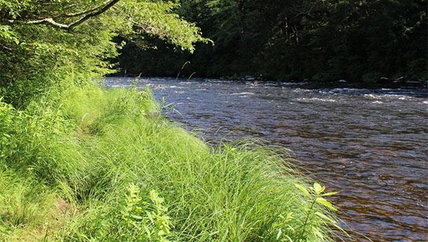 American Legion State Forest