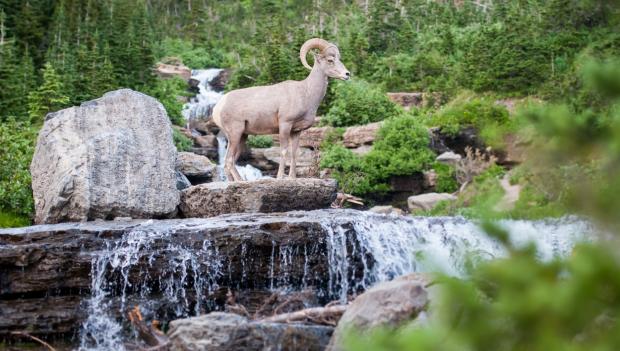 For the Wildlife Watcher Mom