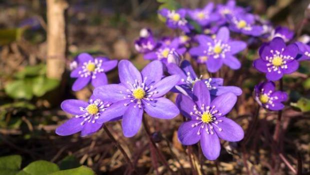 Picturesque Campgrounds for Spring Wildflower Viewing