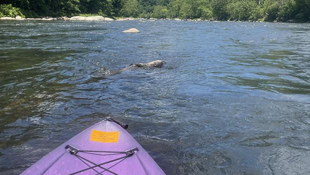 Ohiopyle State Park