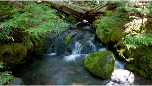 Top 10 Experiences at Mount Rainier National Park