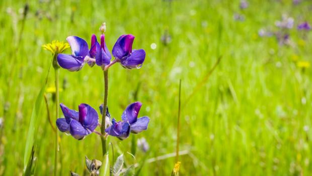 California best wildflower hikes spring