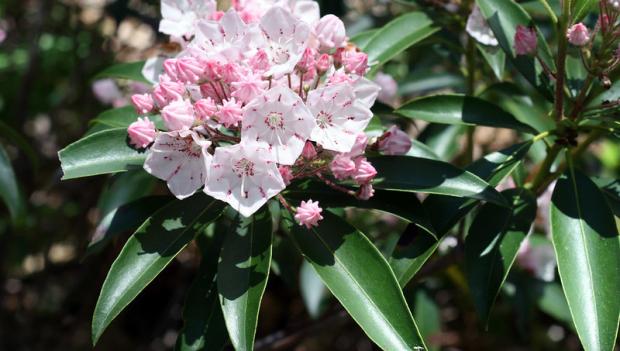 Picturesque Campgrounds for Spring Wildflower Viewing