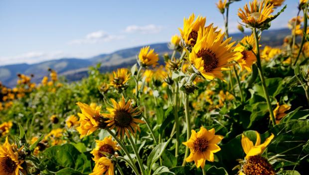 The West’s Best Hikes for Spring Wildflowers