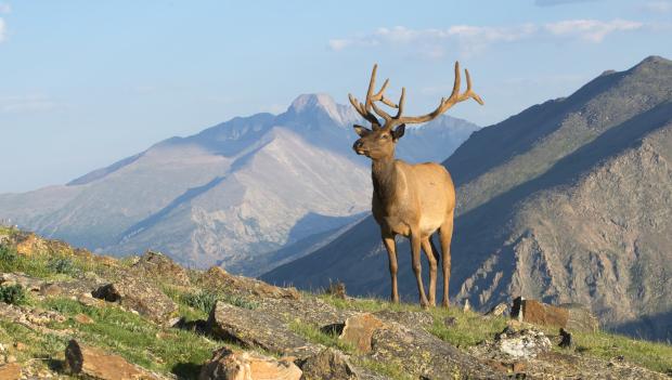 Wildlife Appreciation in State Parks