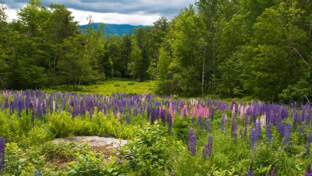 New Hampshire wildflowers