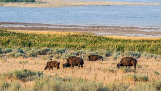 Bison on the Beach