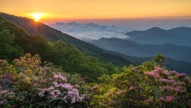 North Carolina wildflower hikes