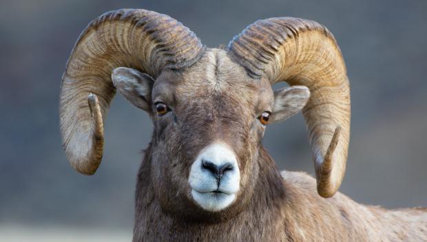 Bighorn sheep