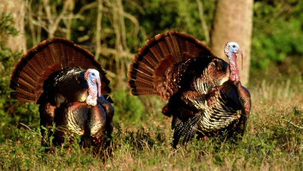 Turkey hunting at Leroy State Park