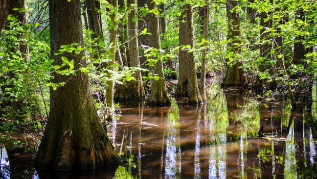 Trap Pond State Park Delaware