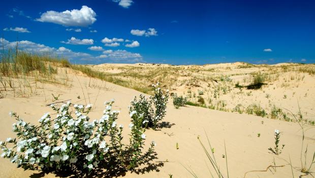 Monahans Sandhills State Park