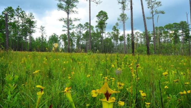 Spring Camping Getaways at Florida State Forests