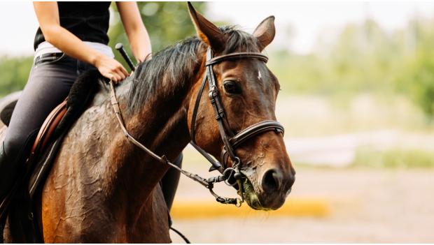 Horseback riding North Carolina