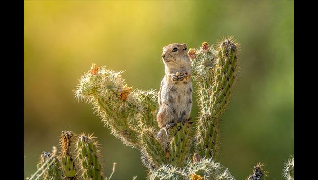 Wildlife Photo Category Contest Winner