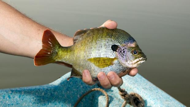 Summer Fishing Kansas