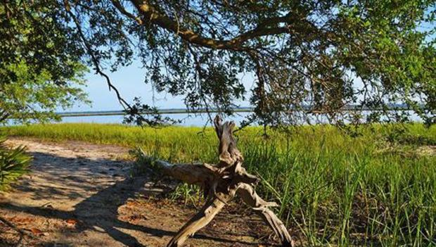 Driftwood on the trail at Crooked River State Park