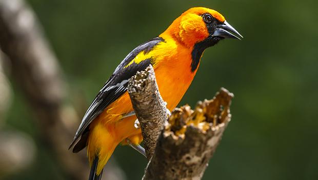 Altamira oriole