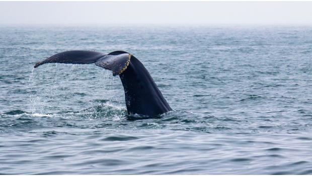 Go Whale Watching Oregon