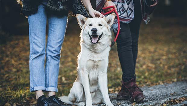 Keep Your Pets on a Leash and Clean Up after Them