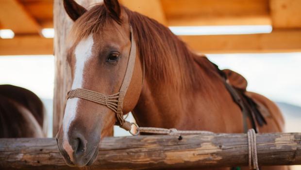 Horse camping America