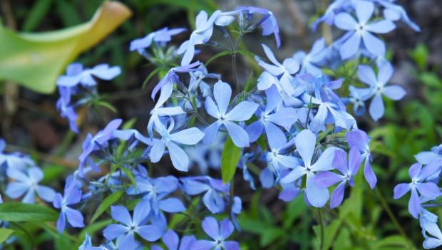 Ohio wildflower hikes