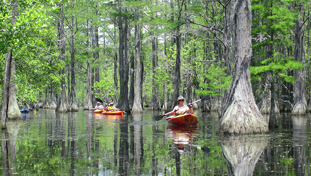 Discover Georgia’s Waterways with the Park Paddlers Club